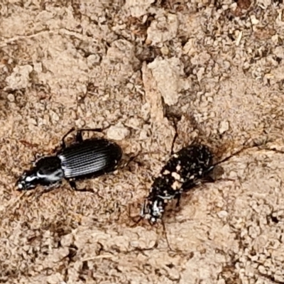 Pterostichini (tribe) (A Carabid beetle) at Hall Cemetery - 17 Mar 2024 by trevorpreston