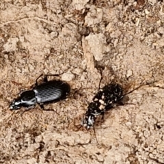 Unidentified Darkling beetle (Tenebrionidae) at Wallaroo, NSW - 17 Mar 2024 by trevorpreston