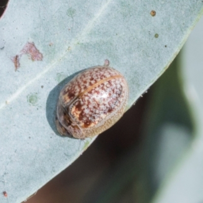 Paropsisterna m-fuscum (Eucalyptus Leaf Beetle) at Scullin, ACT - 3 Mar 2024 by AlisonMilton