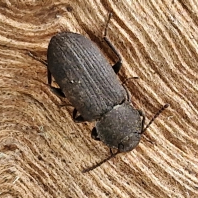 Unidentified Darkling beetle (Tenebrionidae) at Hall, ACT - 17 Mar 2024 by trevorpreston