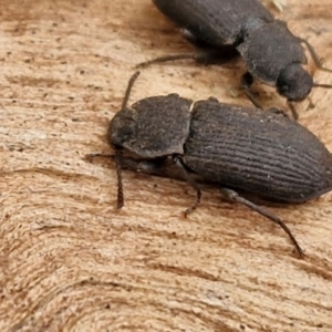 Isopteron sp. (genus) at Hall Cemetery - 17 Mar 2024