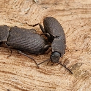 Isopteron sp. (genus) at Hall Cemetery - 17 Mar 2024