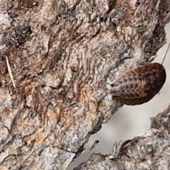 Laxta granicollis (Common bark or trilobite cockroach) at Hall Cemetery - 17 Mar 2024 by trevorpreston