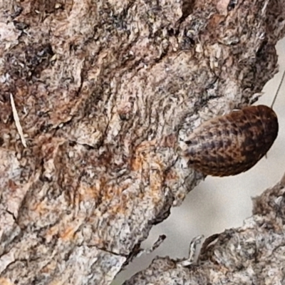 Laxta granicollis (Common bark or trilobite cockroach) at Hall Cemetery - 17 Mar 2024 by trevorpreston