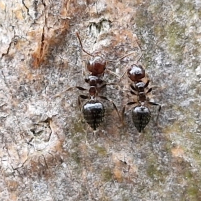 Crematogaster sp. (genus) (Acrobat ant, Cocktail ant) at Hall Cemetery - 17 Mar 2024 by trevorpreston