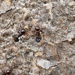 Crematogaster sp. (genus) at Hall Cemetery - 17 Mar 2024 12:13 PM