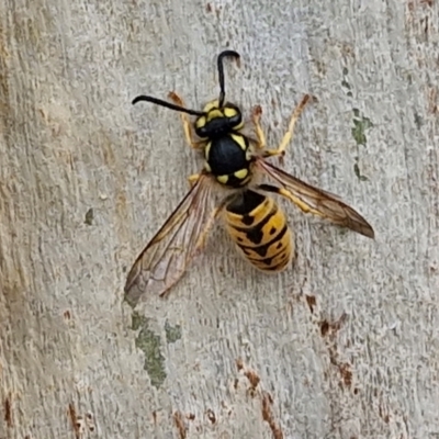 Vespula germanica (European wasp) at Hall, ACT - 17 Mar 2024 by trevorpreston