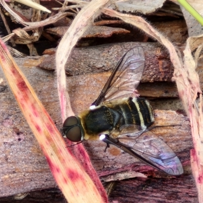 Villa sp. (genus) (Unidentified Villa bee fly) at Hall Cemetery - 17 Mar 2024 by trevorpreston
