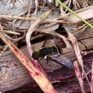 Villa sp. (genus) at Hall Cemetery - 17 Mar 2024