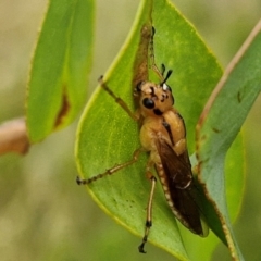 Pseudoperga lewisii (A Sawfly) at Wallaroo, NSW - 17 Mar 2024 by trevorpreston