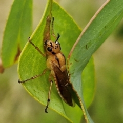 Pseudoperga guerinii at Hall Cemetery - 17 Mar 2024