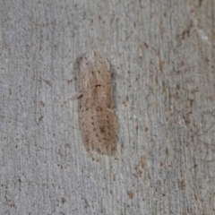 Ledromorpha planirostris (A leafhopper) at Higgins, ACT - 4 Dec 2023 by AlisonMilton