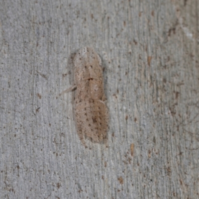 Ledromorpha planirostris (A leafhopper) at Higgins, ACT - 4 Dec 2023 by AlisonMilton