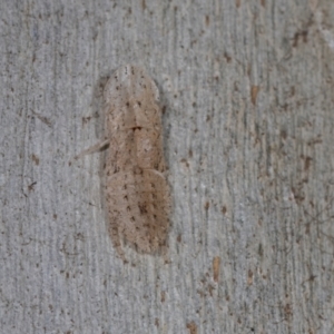 Ledromorpha planirostris at Higgins, ACT - 4 Dec 2023