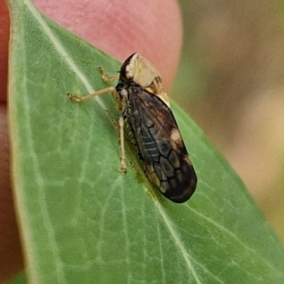 Brunotartessus fulvus (Yellow-headed Leafhopper) at Hall Cemetery - 17 Mar 2024 by trevorpreston
