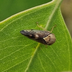 Brunotartessus fulvus at Hall Cemetery - 17 Mar 2024 12:00 PM