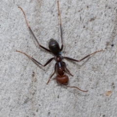 Iridomyrmex sp. (genus) (Ant) at Higgins, ACT - 16 Nov 2023 by AlisonMilton