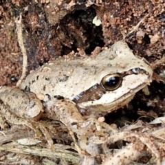 Litoria verreauxii verreauxii (Whistling Tree-frog) at Wallaroo, NSW - 17 Mar 2024 by trevorpreston