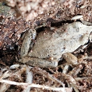 Litoria verreauxii verreauxii at Wallaroo, NSW - 17 Mar 2024