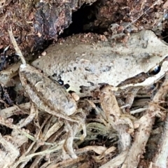 Litoria verreauxii verreauxii at Wallaroo, NSW - 17 Mar 2024