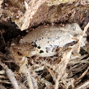 Litoria verreauxii verreauxii at Wallaroo, NSW - 17 Mar 2024