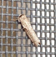 Psychidae (family) MATURE (Case Moth) at Aranda, ACT - 17 Mar 2024 by Jubeyjubes