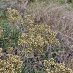 Cassinia quinquefaria (Rosemary Cassinia) at Wallaroo, NSW - 17 Mar 2024 by trevorpreston