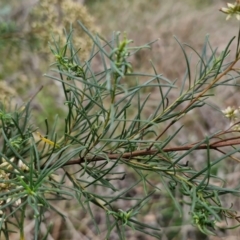 Cassinia quinquefaria at Hall Cemetery - 17 Mar 2024 11:53 AM