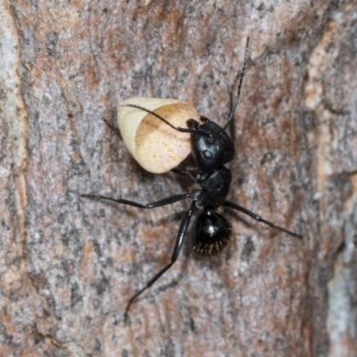 Camponotus aeneopilosus (A Golden-tailed sugar ant) at Higgins, ACT - 16 Nov 2023 by AlisonMilton