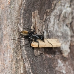 Camponotus aeneopilosus at Higgins Woodland - 16 Nov 2023 01:13 PM