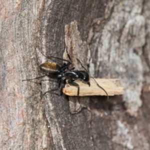 Camponotus aeneopilosus at Higgins Woodland - 16 Nov 2023 01:13 PM