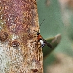 Braconidae (family) at Hall Cemetery - 17 Mar 2024 11:52 AM