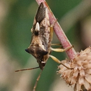 Oechalia schellenbergii at Hall Cemetery - 17 Mar 2024