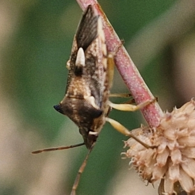 Oechalia schellenbergii (Spined Predatory Shield Bug) at Hall Cemetery - 17 Mar 2024 by trevorpreston