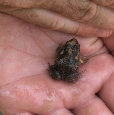 Uperoleia laevigata (Smooth Toadlet) at Wallaroo, NSW - 30 Jan 2020 by JohnConnelly