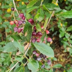 Berberis vulgaris (Barberry Bush) at Mount Ainslie to Black Mountain - 17 Mar 2024 by Mike