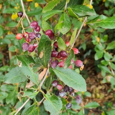 Berberis vulgaris (Barberry Bush) at Mount Ainslie to Black Mountain - 17 Mar 2024 by Mike