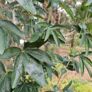 Passiflora caerulea at Mount Ainslie to Black Mountain - 17 Mar 2024