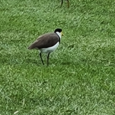 Vanellus miles (Masked Lapwing) at Commonwealth & Kings Parks - 17 Mar 2024 by Mike