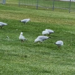 Chroicocephalus novaehollandiae (Silver Gull) at Mount Ainslie to Black Mountain - 17 Mar 2024 by Mike