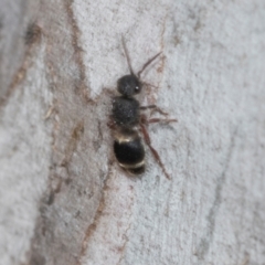 Eurymutilla sp. (genus) (Mutillid wasp or velvet ant) at Higgins, ACT - 16 Nov 2023 by AlisonMilton
