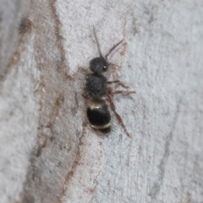 Eurymutilla sp. (genus) (Mutillid wasp or velvet ant) at Higgins Woodland - 16 Nov 2023 by AlisonMilton
