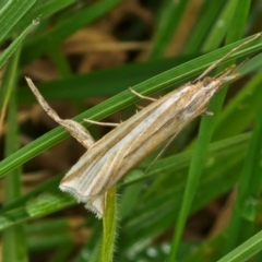 Hednota species near grammellus (Pyralid or snout moth) at Hall Cemetery - 17 Mar 2024 by trevorpreston