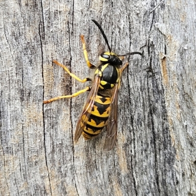Vespula germanica (German Yellowjacket Wasp (also known as European Wasp)) at QPRC LGA - 17 Mar 2024 by MatthewFrawley