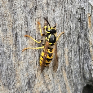 Vespula germanica at QPRC LGA - 17 Mar 2024 02:19 PM