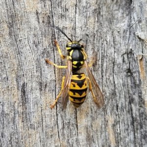 Vespula germanica at QPRC LGA - 17 Mar 2024 02:19 PM