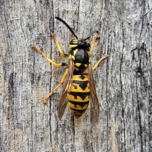 Vespula germanica at QPRC LGA - 17 Mar 2024 02:19 PM