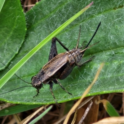 Bobilla sp. (genus) (A Small field cricket) at Hall Cemetery - 17 Mar 2024 by trevorpreston
