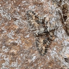 Phrissogonus laticostata (Apple looper moth) at Wallaroo, NSW - 17 Mar 2024 by trevorpreston