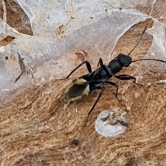 Daerlac nigricans (Ant Mimicking Seedbug) at Wallaroo, NSW - 17 Mar 2024 by trevorpreston